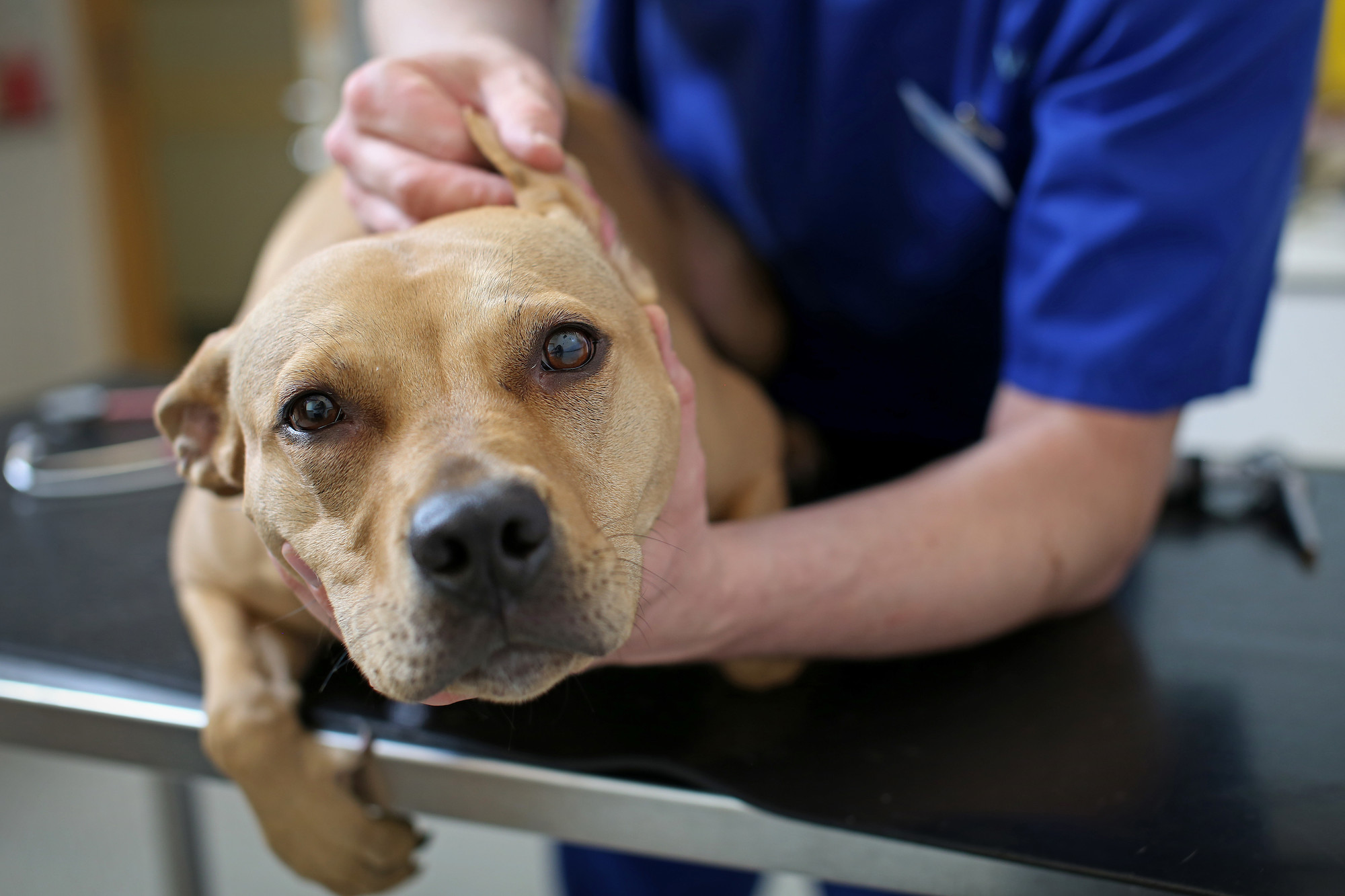 Dog keeps scratching store ear